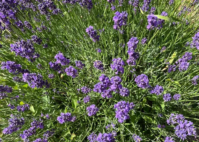 Гостевой дом Le Mazet En Ete En Garrigue Nimoise Et Parking Ним